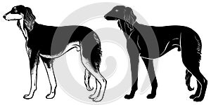 Saluki Hound set 2