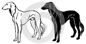 Saluki Hound set