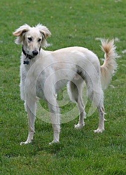 Saluki male, with a feathered coat photo