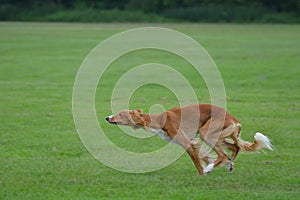 Saluki male puppy running in the field.