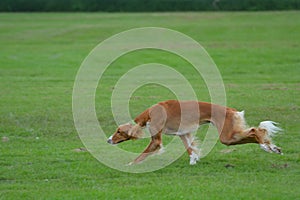 Saluki male puppy running in the field.