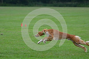 Saluki male puppy running in the field.