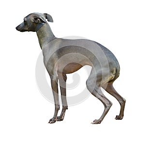 Saluki & x28;Persian greyhound& x29;. adorable saluki puppy on white. Salu