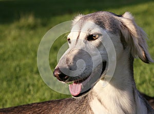 Saluki portrait