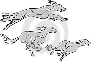 Saluki racing vector