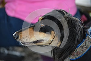 Saluki ready to go for a walk. photo