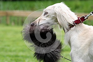Saluki sighthound photo