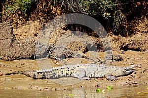 The salute of crocodile