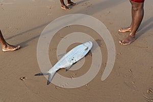 Tarpon fish, megalops atlanticus, in the beach sand, caught by fishermen. Sea food