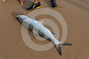 Tarpon fish, megalops atlanticus, caught by fishermen. Sea food. marine fishing