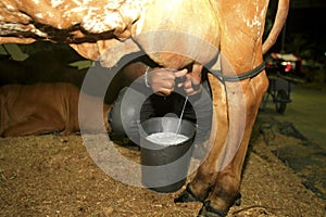 Cow milking