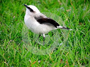 Washer bird on lawn photo
