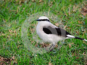 Washer bird on lawn photo