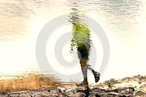 Salvador, Bahia, Brazil - October 13, 2019: Reflection of a person crossing the water puddles of the rocks of Farol da Barra beach