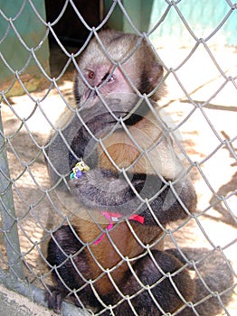 Salvador da Bahia Monkey - Brazil