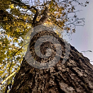 Salvadora persica Or the name in Indonesia is the orak arik tree