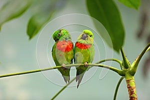 Salvadori`s fig parrot Psittaculirostris salvadorii