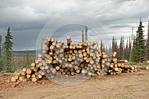Salvage Timber photo