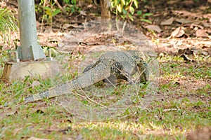 A salvator walking on the ground feeds on carcasses