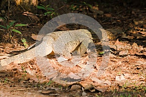 A salvator walking on the ground feeds on carcasses