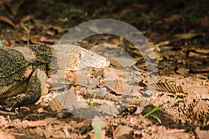 A salvator walking on the ground feeds on carcasses