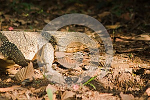 A salvator walking on the ground feeds on carcasses