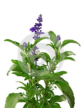 Salvia