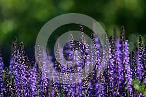 Salvia photo