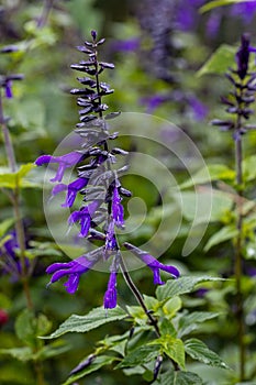 Salvia Amistad