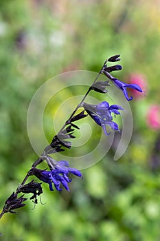 Salvia amistad flowers