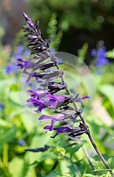 Salvia amistad flowers