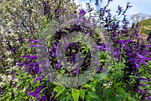 Salvia amistad flowers