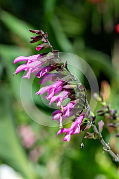 Salvia amistad flowers photo