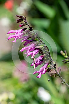 Salvia amistad flowers photo