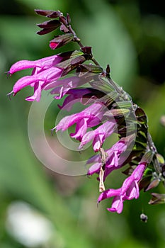 Salvia amistad flowers photo