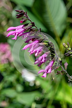 Salvia amistad flowers photo