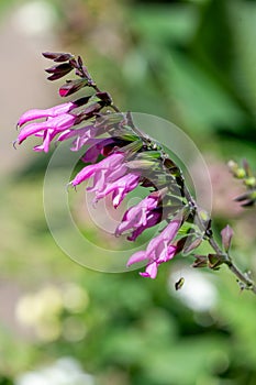 Salvia amistad flowers photo