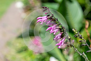 Salvia amistad flowers photo