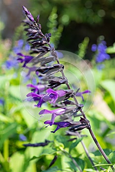 Salvia amistad flowers photo