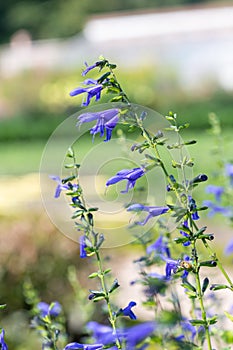 Salvia amistad flowers photo