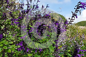 Salvia amistad flowers photo