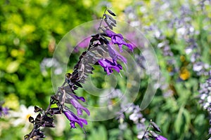 Salvia amistad flowers photo