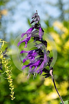 Salvia amistad flowers photo