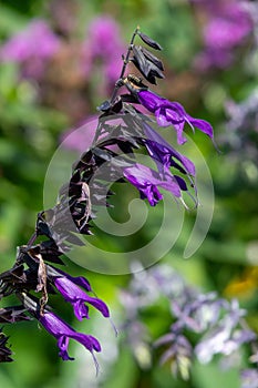 Salvia amistad flowers photo