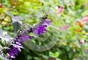 Salvia amistad large sage huge violet purple flowers Lamiaceae