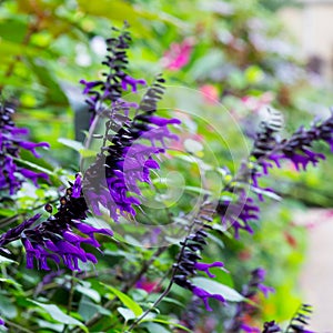 Salvia amistad large sage huge violet purple flowers Lamiaceae