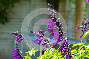 Salvia amistad, sage cultivar specie from Europe, herbaceous plant specie photo