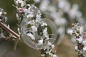 Salvia Apiana Bloom - San Gabriel Mtns - 051222