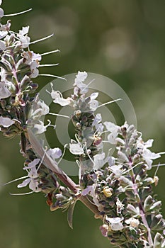 Salvia Apiana Bloom - San Gabriel Mtns - 051222