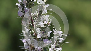Salvia Apiana Bloom - San Gabriel Mtns - 051222